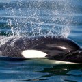 Životinje: Atlantske orke uče od odraslih da se zaleću u brodove