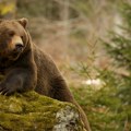 Neki medvedi u Srbiji preskaču „zimski san“, a evo i zašto