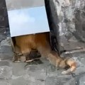Zbog mačka Žutog ceo Beograd na nogama: Baka Mileva ga pronašla zaglavljenog u oluku: "Slomljene su mu obe zadnje šape"