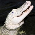 Ljudski ostaci nađeni u čeljusti aligatora Policija tragala za nestalom ženom pa usledilo horor otkriće