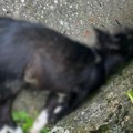 Horor u Kragujevcu Muškarac otrovao vlasničkog psa, prišao do kapije i pozvao ga, a potom je prosuo otrov! Sigurnosne kamere…