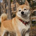 Opela za kućne ljubimce u Japanu – kriminalne radnje i druge kontroverze