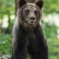 Panika na severu Crne Gore! U selu straže, medvedi do kuća dolaze, nikada ovako nije bilo!