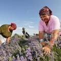 Od hobija do biznisa: Lavanda u Srbiji prerasta u održiv porodični posao i izvor prihoda, a obilazak polja se plaća i po 50 €…