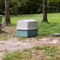 Ostavljena da umre, ali je sudbina htela drugačije: Par kupio kuću, a ono što su zatekli u dvorištu slama srce