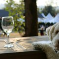 Vino za pse i mačke? Novi način opuštanja za krznene prijatelje