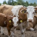 E-Agrar ubrzao obradu: Više od 10.000 zahteva za krave za uzgoj teladi rešeno za dva dana