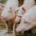 Virus ponovo među svinjama! Potvrđen prvi slučaj afričke kuge. Upozorenje Ministarstva za sve farmere u Hrvatskoj.