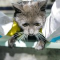 (Foto) I oni su ugroženi zbog "crne kiše" Volonteri u ruskoj Hirošimi skupljali mačke i pse po ulici i kupali ih posle…