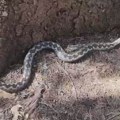 Najopasnija zmija otrovnica u Evropi snimljena na Zlatiboru