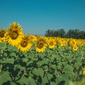Udruženje poljoprivrednika Stig pozvalo proizvođače suncokreta na sastanak zbog niske otkupne cene
