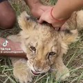 Mala lavica pronađena kod Subotice dobila ime Evo u kakvom je sada stanju (video)