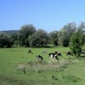 Podsticajna sredstva za poljoprivredu: Grad Vranje raspisao javni poziv