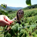Rekordna potrošnja vode u Užicu: Malinari odvrnuli slavine