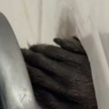 Žena čula neobično škripanje u kući Kad je ugledala kandže u pukotini, umalo se onesvestila od šoka! (video)