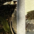 Otrovnica se krila blizu porodične kuće u Čačku: Naleteo na nju, pa shvatio da ih ima čak 3! "Biće sve gore"