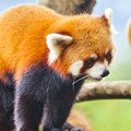 Dve retke crvene pande rođene u nemačkom zoo-vrtu: Zašto je ova vest važna?