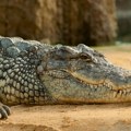 Prvi takav slučaj: Ženka krokodila samostalno zatrudnela