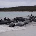 Gotovo 100 kitova uginulo, od toga 45 eutanazirano nakon nasukavanja u Australiji