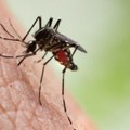 Europom se šire tigrasti komarci koji mogu prenijeti opasne viruse