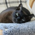 Mačak preživeo ceo ciklus pranja u veš-mašini: Veterinari se satima borili za njegov život