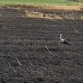 Najtužniji snimak iz Srbije - vatra progutala dva hektara žita, a zbog sudbine rode svi liju suze: "Nije odlazila tokom…