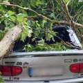 Drvo se sručilo na auto, suncobrani popadali: Jezive scene Subotice!