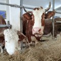 Velika pomoravska sela drugi dan bez struje, stočarska gazdinstva u velikim problemima, meštani očajni