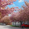 Sakura u Vršcu: Kakva lepota - Drvoredi japanske trešnje krase najuži centar grada (foto)