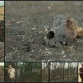 "Kao u Černobilju... ali požar nas ujedinio": N1 sa meštanima koji su branili Deliblatsku peščaru