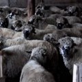 Ko će čuvati pirotsku pramenku, ovcu posebnih gena otpornosti
