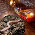Beba zmaj živi u Sloveniji, turisti u redovima čekaju na voz za Postojnsku jamu
