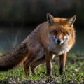 Neotkrivene tajne lisica: Lovac sa magnetnim instinktom