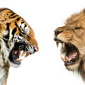 Sudar titana: Lav protiv tigra, a šta mislite ko bi pobedio?