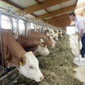 Raspisan Javni poziv za podnošenje zahteva za ostvarivanje prava na podsticaje u stočarstvu