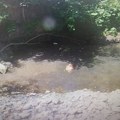 Uhapšen muškarac koji je ubio štence, pa snimke kačio na društvene mreže
