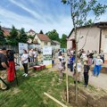 Organizovana akcija sadnje stabala u OŠ "Jovan Dučić" u Petrovaradinu