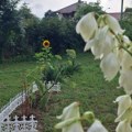 Sunce ponovo preuzima primat: za vikend pretežno suvo i toplo