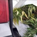 Uhapšen mitrovčanin Policija pronašla sedam DžAKOVA marihuane u njegovom "pežou" parkiranom u dvorištu