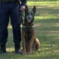 Policijski psi – specijalni agenti na četiri noge