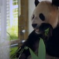 VIDEO: Britanija vratila pande Kini: Nisu htele da se pare, a mužjak na kraju i kastriran zbog raka