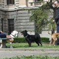 U park ih vode bez korpe i povoca: Pojedini vlasnici opasnih pasa ne poštuju odluku o šetnji ljubimaca