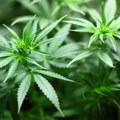 Laboratorija za proizvodnju marihuane pronađena u Kragujevcu, uhapšene dve osobe