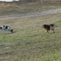 Broj pasa lutalica u Srbiji velik, a kazni za napuštanje malo
