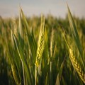 Cena pšenice porasla jutros na berzama: Rast ogroman
