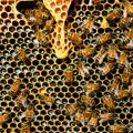Dodeljeni podsticaji u oblasti pčelarstva u Vojvodini