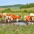 Rast cena tovne stoke: Telad 700, svinje 220 dinara po kilogramu