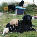 Niš uveo nultu toleranciju za boravak pasa u zonama škola i vrtića: Šta predviđa mera zabrane?