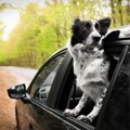 Pas može da vas košta automobila: Objavio sliku probušene gume i pokrenuo viralnu raspravu - nije ni slutio da automobil može…