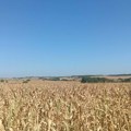 Suša umanjila kvalitet kukuruza u Šumadiji: Berba još nije počela